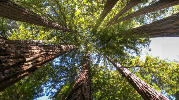 How Our Tree Care Process Works  in Holbrook, NY